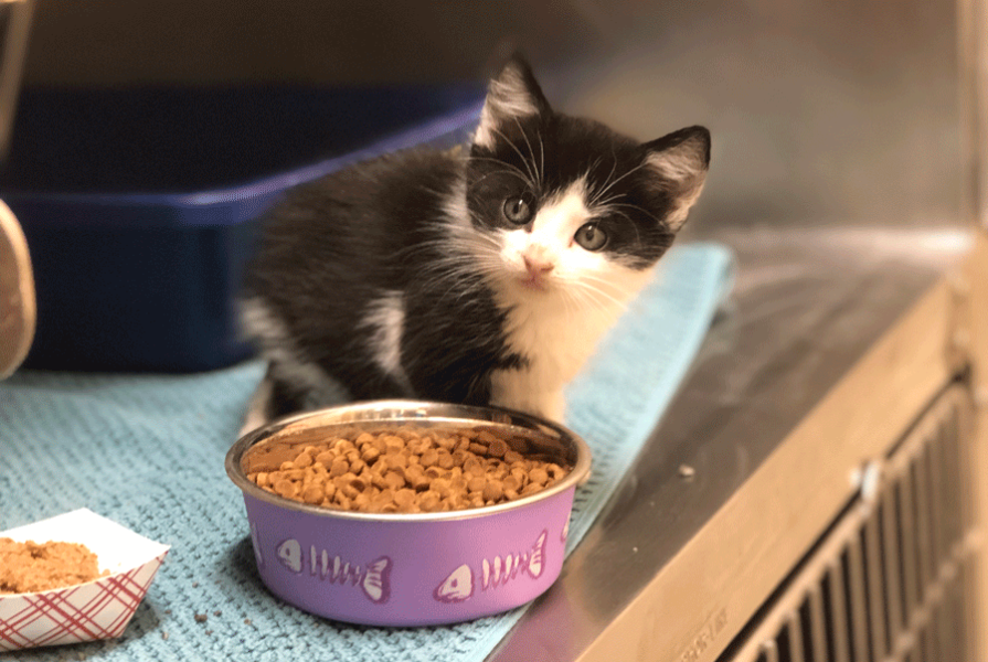 Kitten with food at the adoption center