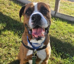 A mixed breed dog is sitting outside at nevins farm. his name is duke and he's mostly tan with a white chest and white between his eyes. his mouth is open and it looks like he's smiling.