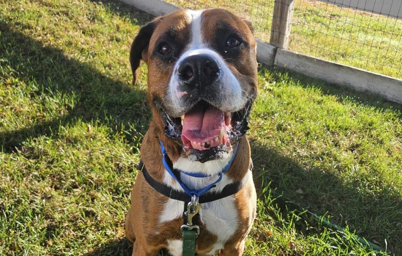 206773MSPCA-Angell, Six Partner Shelters Waiving Adoption Fees for Adult Dogs During Fall-Themed Event