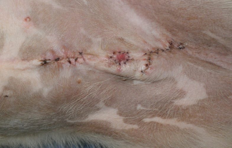205951Surgery of the Prepuce