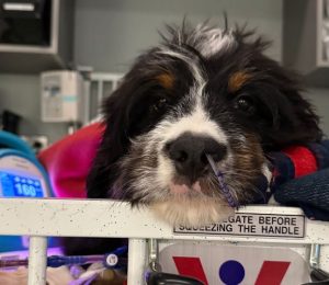 A black and white dog with brown fur above their eyes is resting their head on a crib bar. There is a blood pressure machine behind them on the bed.
