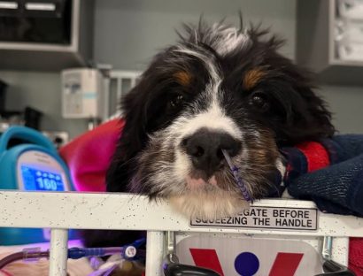 A black and white dog with brown fur above their eyes is resting their head on a crib bar. There is a blood pressure machine behind them on the bed.