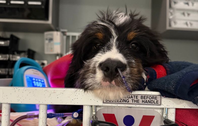 204837Angell Animal Medical Center Provides Life-Saving Treatment to 3-Month-Old Puppy