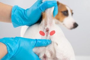 dog anal glands