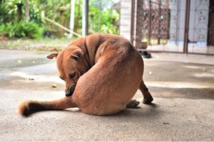 dog licking