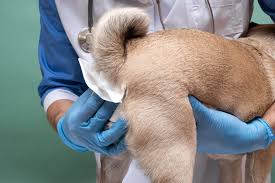 dog express glands