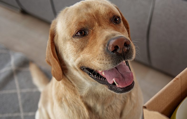 206021Approaching the Canine Myxomatous Mitral Valve Disease (MMVD) in General Practice