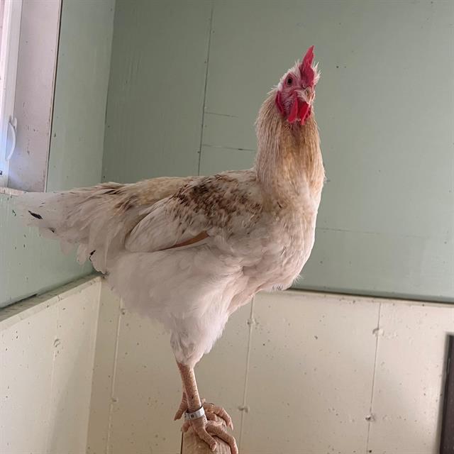 Frankie