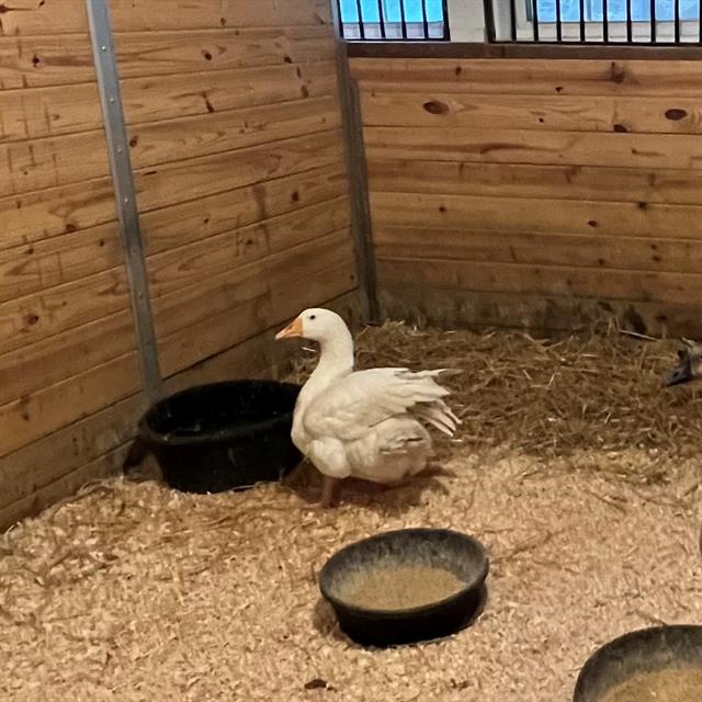 Honk Solo