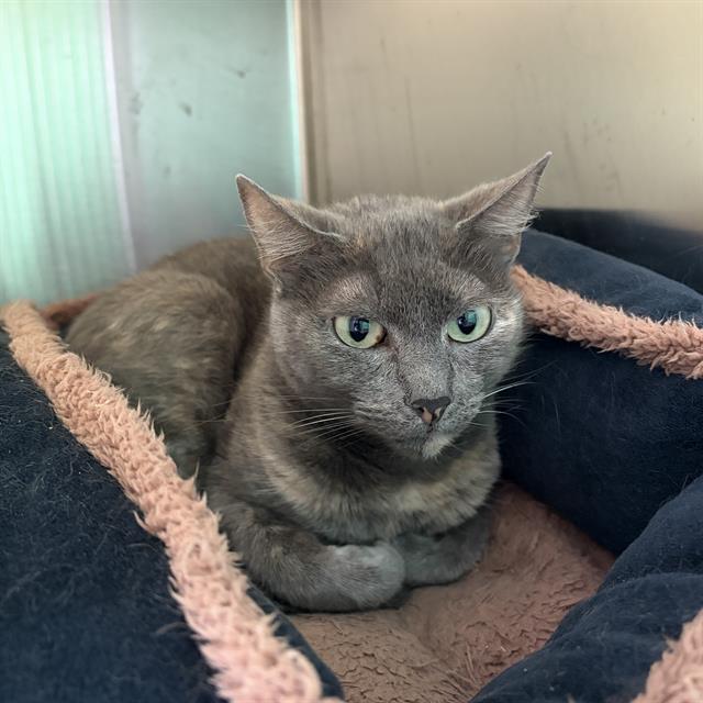 Rosie