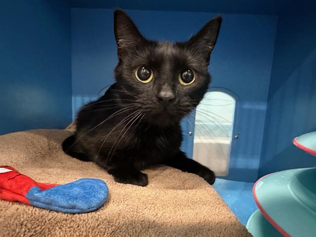 Bug Me June Bug - MSPCA-Angell