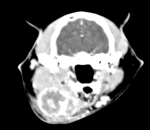 208051Hemangiosarcoma — Beyond the Spleen