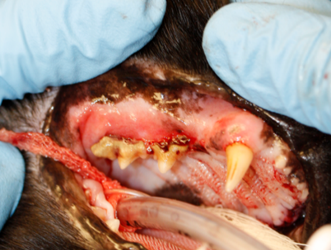 208139Diagnosing and Treating Feline Chronic Gingivostomatitis (FCGS)