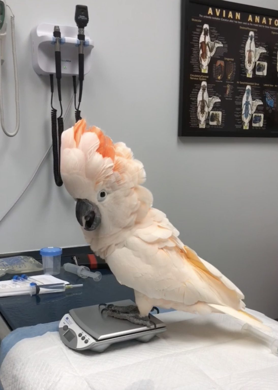 Avian Emergencies: Common Presentations and Management - MSPCA-Angell