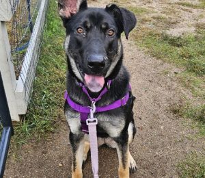 A shepherd mix sits with one ear sticking up. she's outside at nevins farm.