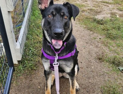 A shepherd mix sits with one ear sticking up. she's outside at nevins farm.