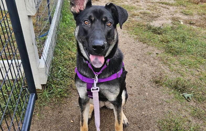 207171MSPCA-Angell, Three Shelters Holding Repeat Adoptathon After Nor’easter Washes Out First Event