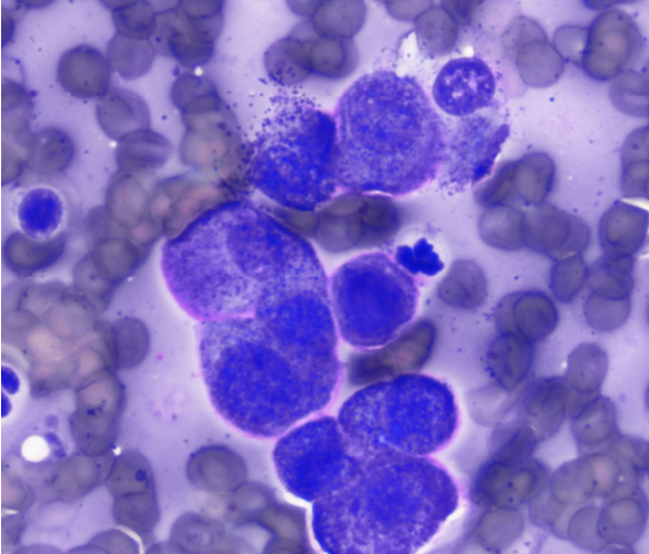 210084More Than Just Skin Deep — Subcutaneous Mast Cell Tumors in Dogs