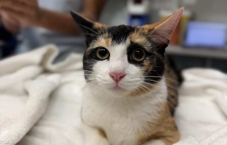 209301Understanding FeLV and FIV in Cats