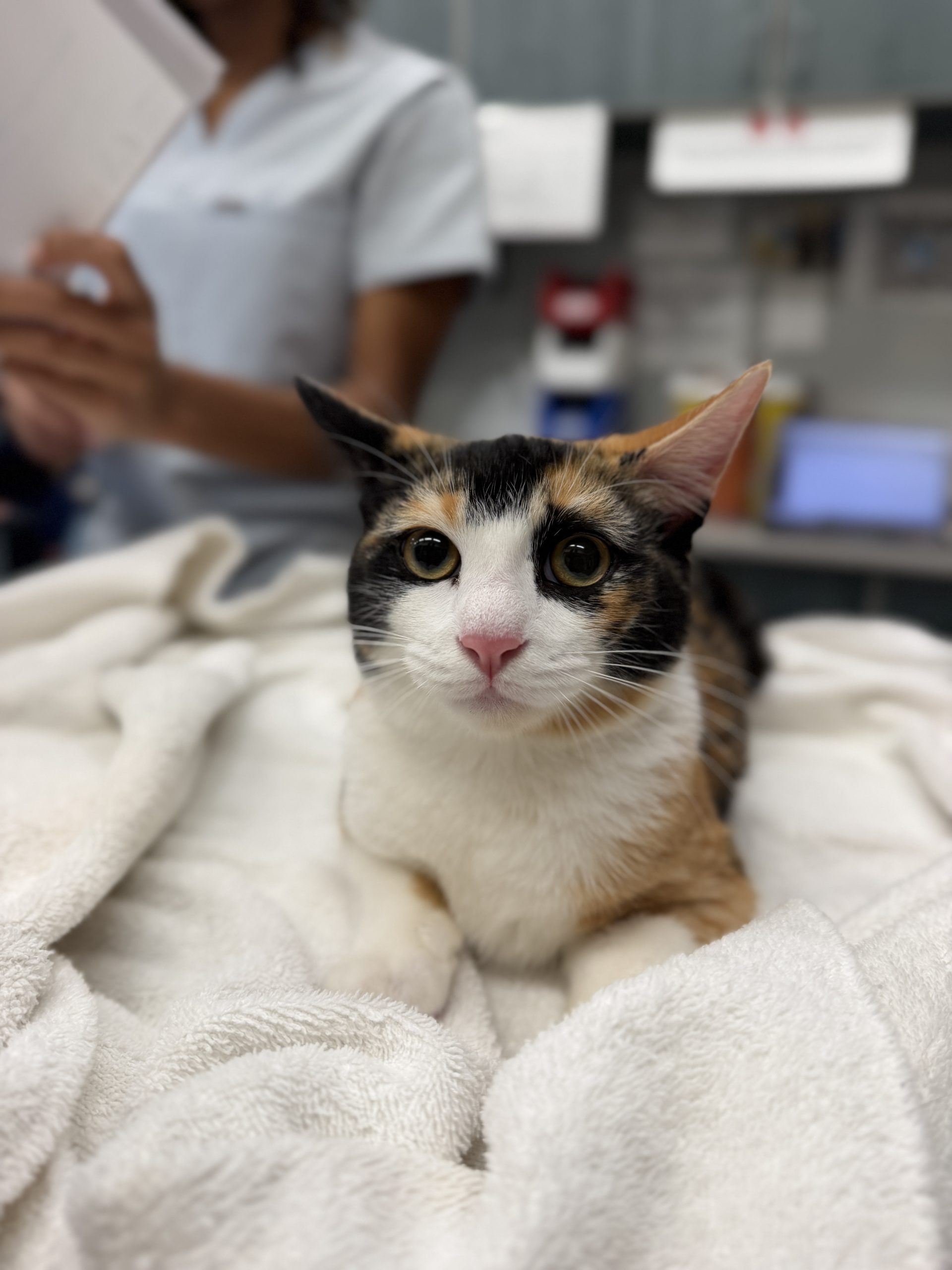 Veterinary Experts Detail Three Feline Leukemia Infection Pathways