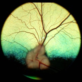 208070Common Canine Retinal Conditions at Angell