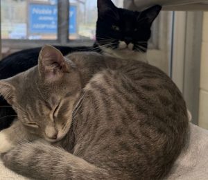 Two cats snuggle in the shelter. the one in the foreground is a gray tabby. behind her is a black cat whose head is up and he's looking at the camera. his snout and chest are white.