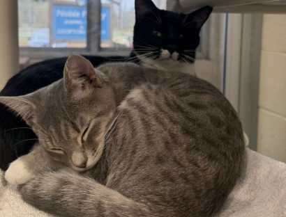 Two cats snuggle in the shelter. the one in the foreground is a gray tabby. behind her is a black cat whose head is up and he's looking at the camera. his snout and chest are white.