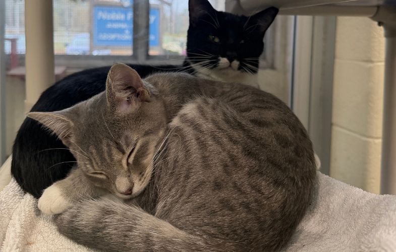 208249MSPCA-Angell Cares for More than 80 Cats Surrendered from Reading Home
